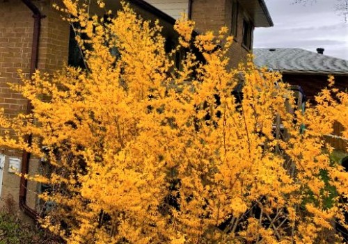 forsythia.jpeg