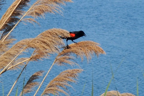 IMG_2073.JPG (152.9 KiB) Viewed 1902 times redwing blackbird on Memorial day