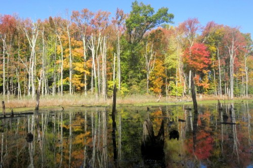 IMG_4852.JPG (181.43 KiB) Viewed 1944 times IMG_4852.JPG