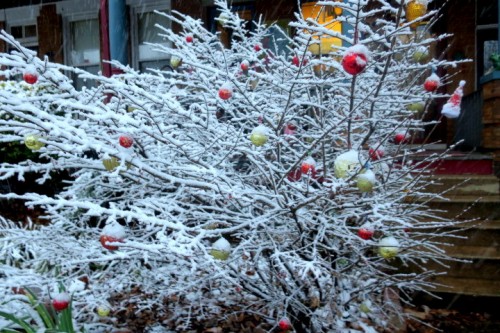 IMG_6010.JPG (177.87 KiB) Viewed 2113 times bush I decorate in front of my house