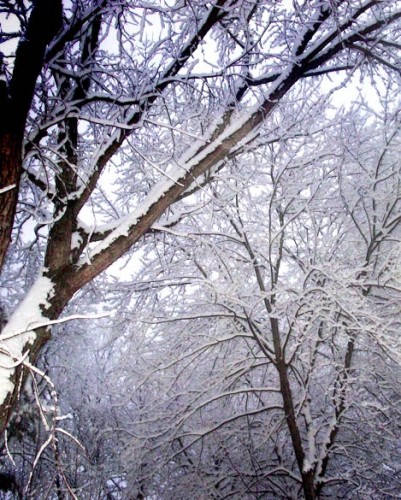 snow_branches.jpg