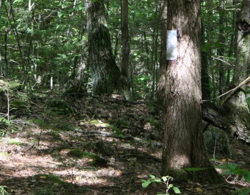 Word of a Tree tree.jpg
