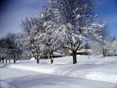 snow_trees.jpg