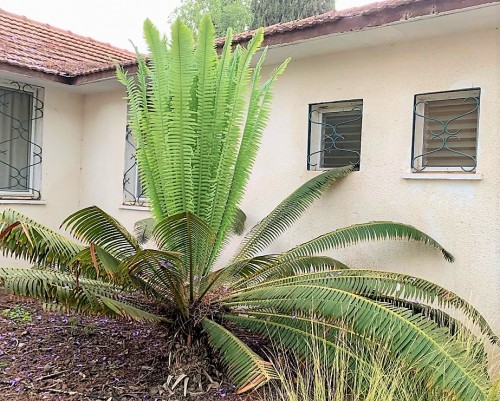 morning palm.jpeg