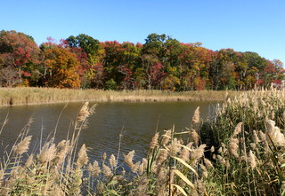 Dundee Creek