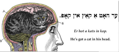 kats in kop.png