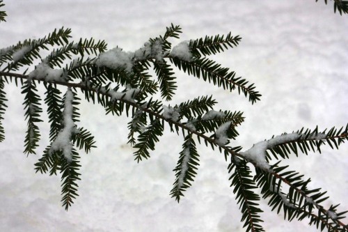 IMG_20250209_25181.jpg