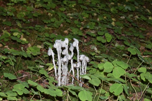 DSC_0039.JPG