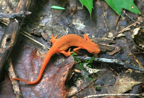 A_09037.jpg
