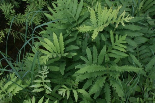 G_25955.jpg