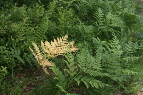 F_25953.jpg