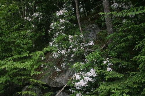 H_25950.jpg