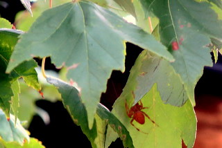 IMG_2787.JPG