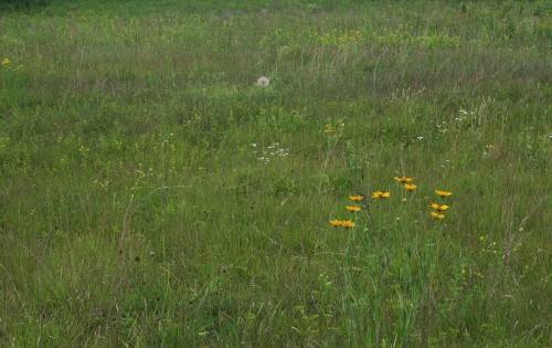 IMG_20260705_27396.jpg