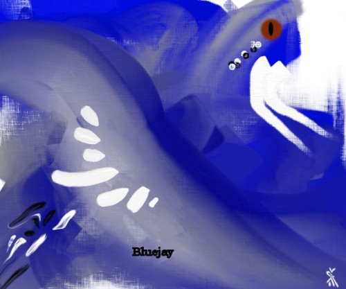 Bluejay.jpg