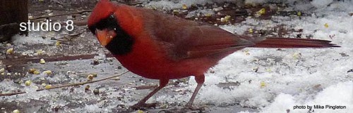 monkeyboy_cardinal.jpg