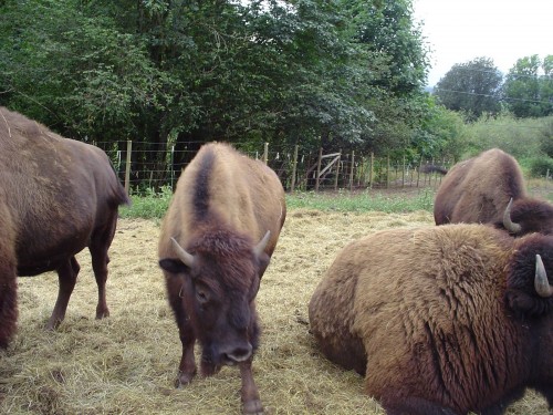 buffalo family.jpg