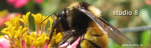 mtmynd_bee_banner.jpg
